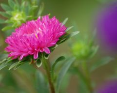 Tapeta Nature Flowers 217.jpg